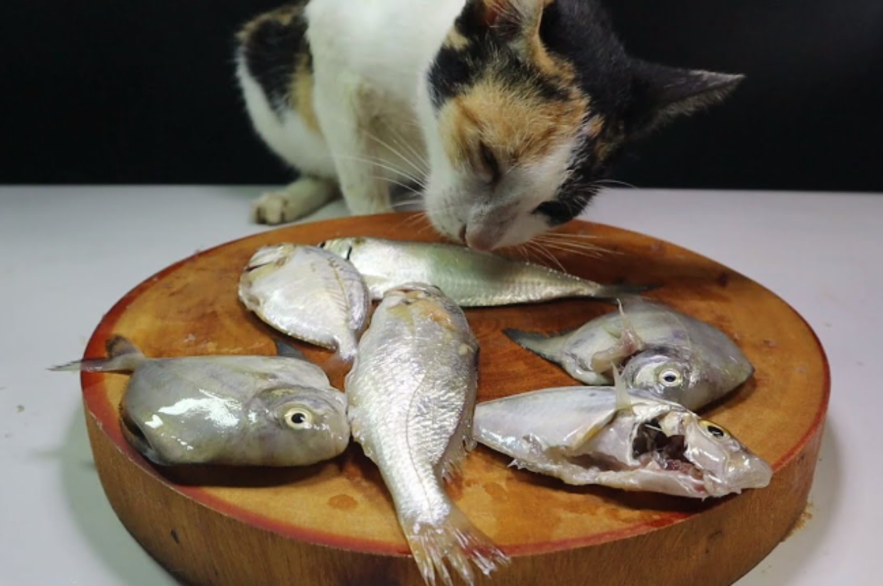 Healthiest fish for cats to eat