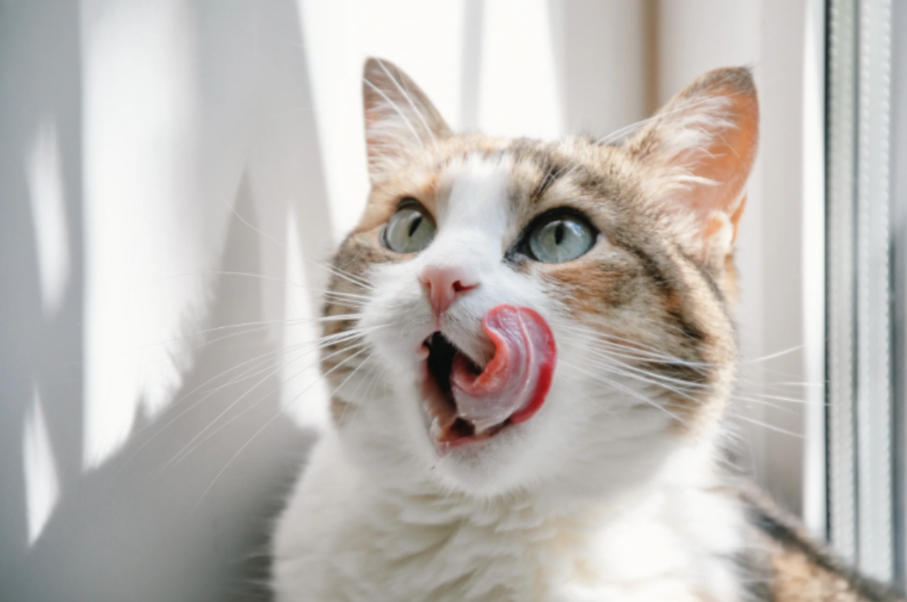 Is chicken or salmon better for cats?