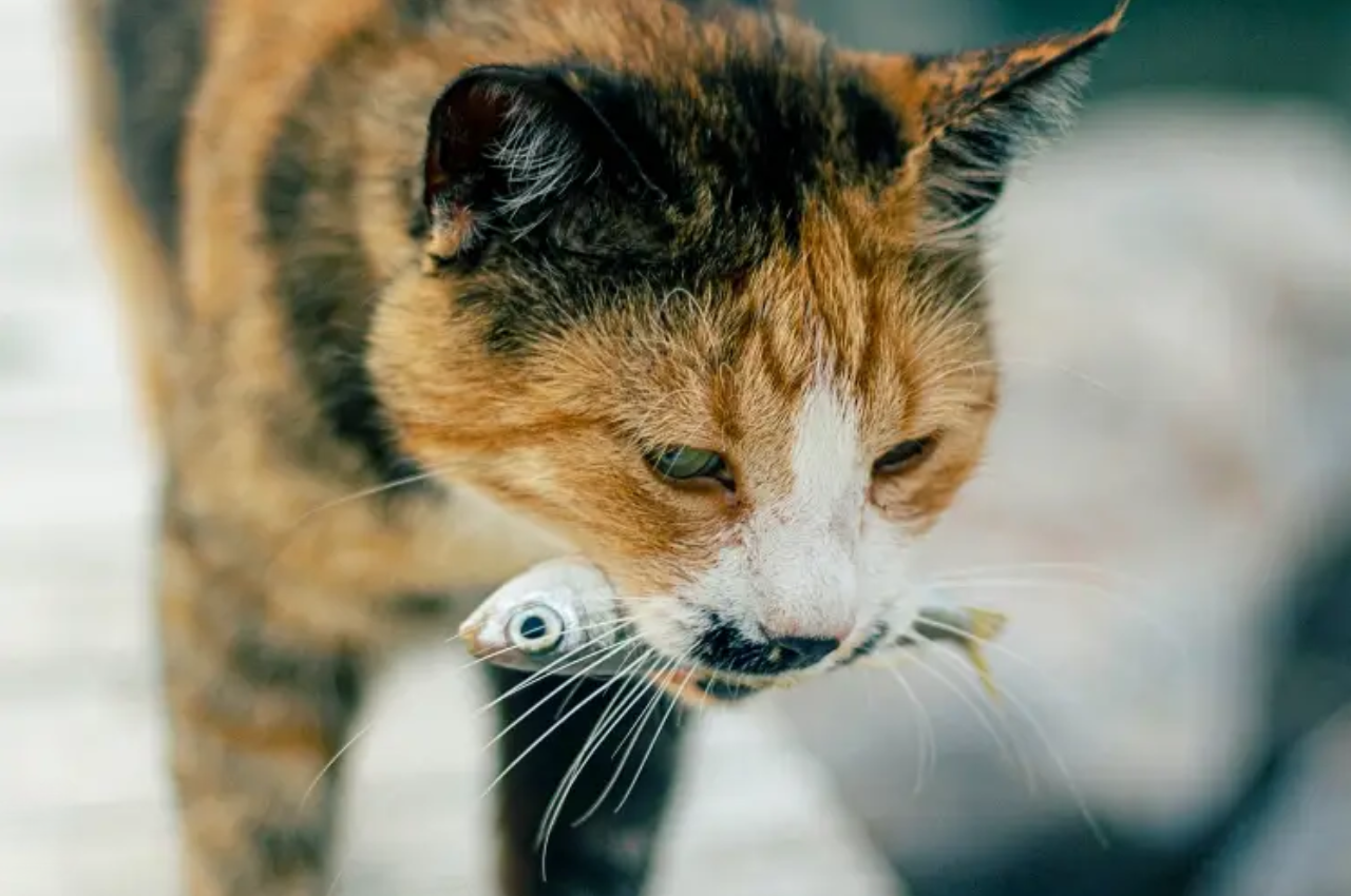 Can cats eat salmon skin?