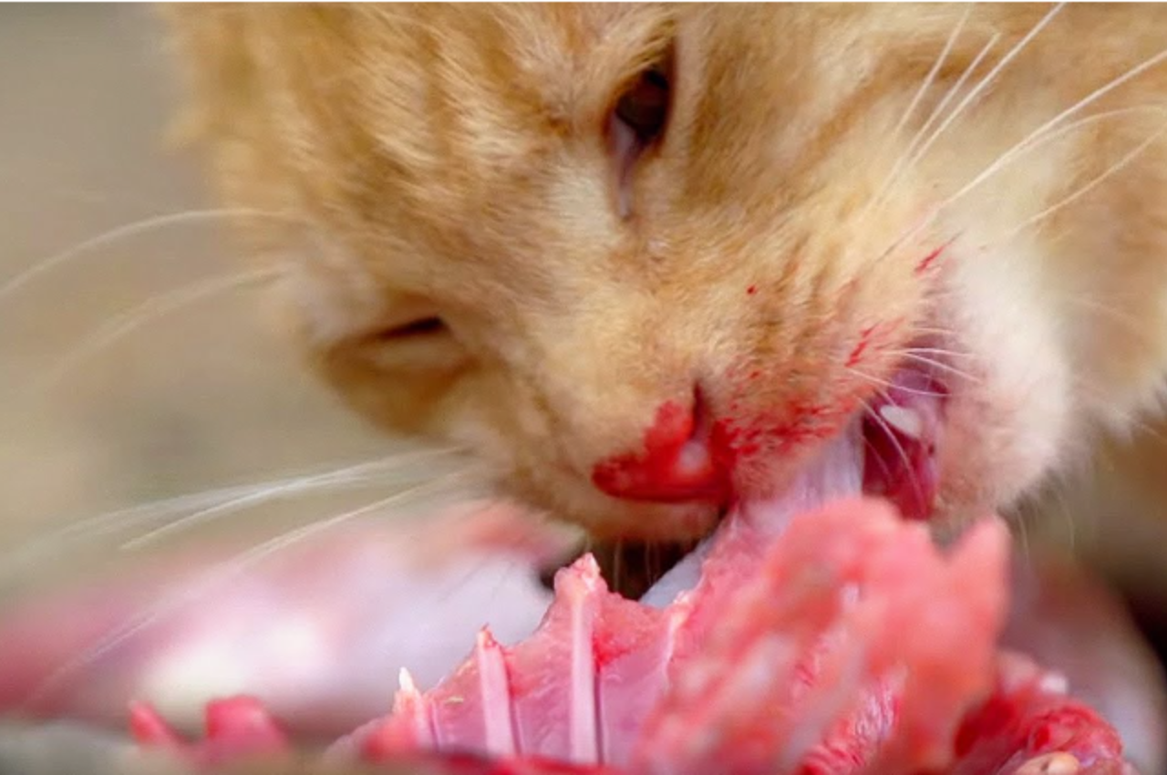 What is the healthiest meat for cats?
