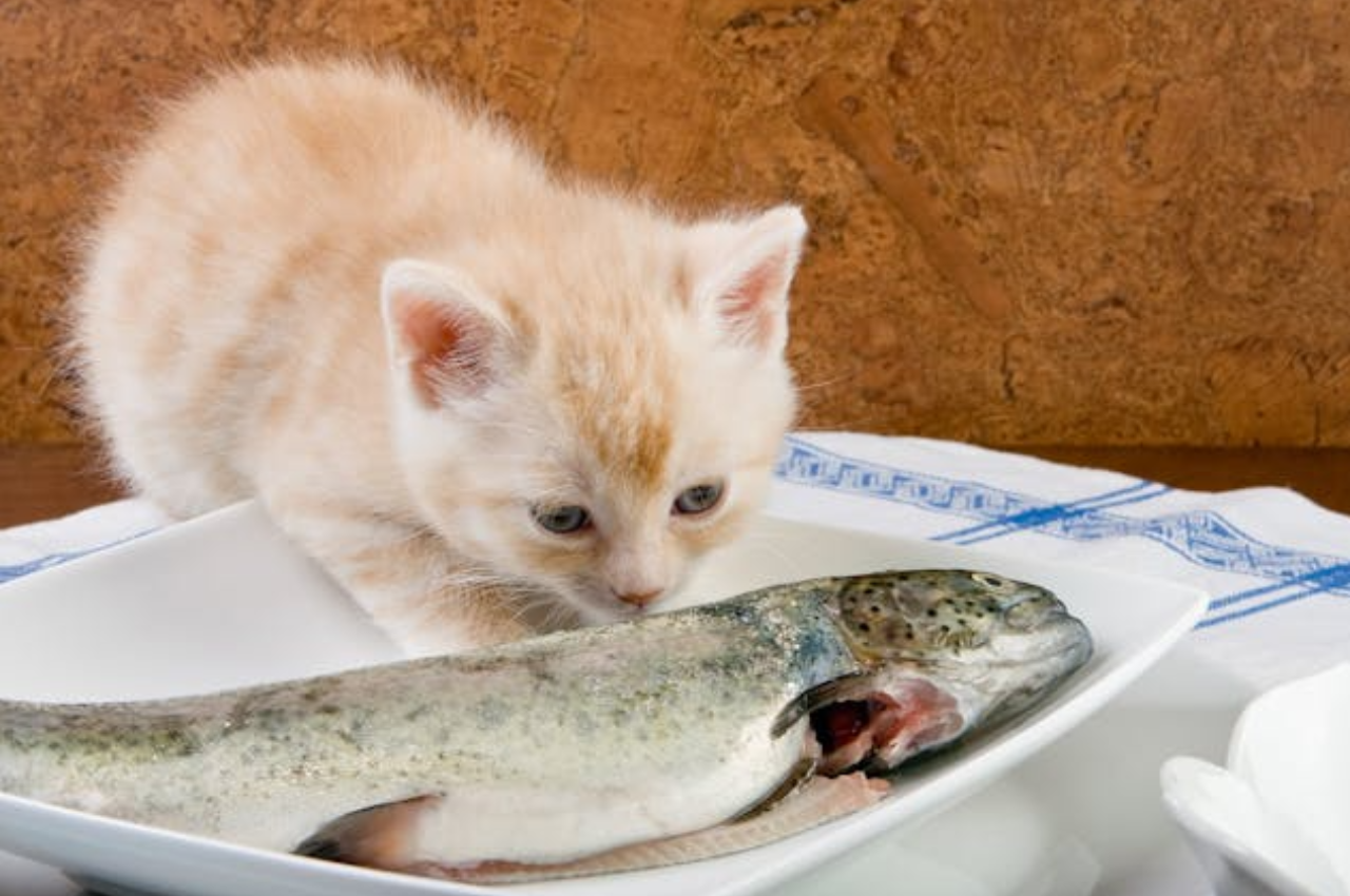 Can I feed my cat salmon everyday?