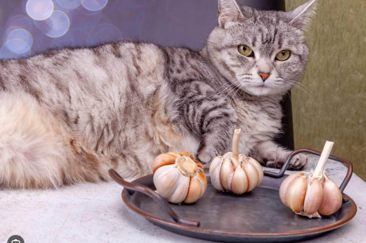 Is garlic OK for cats?