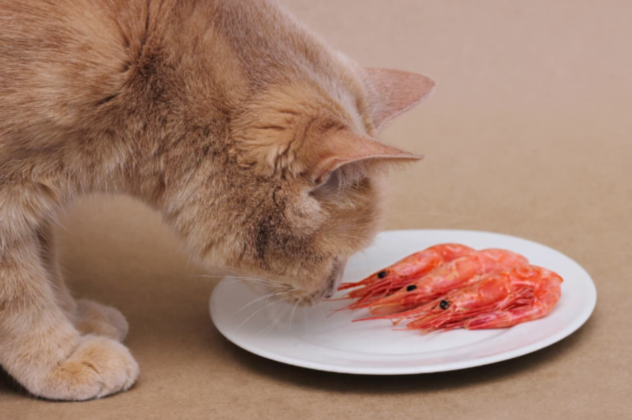 Can cats eat prawns?