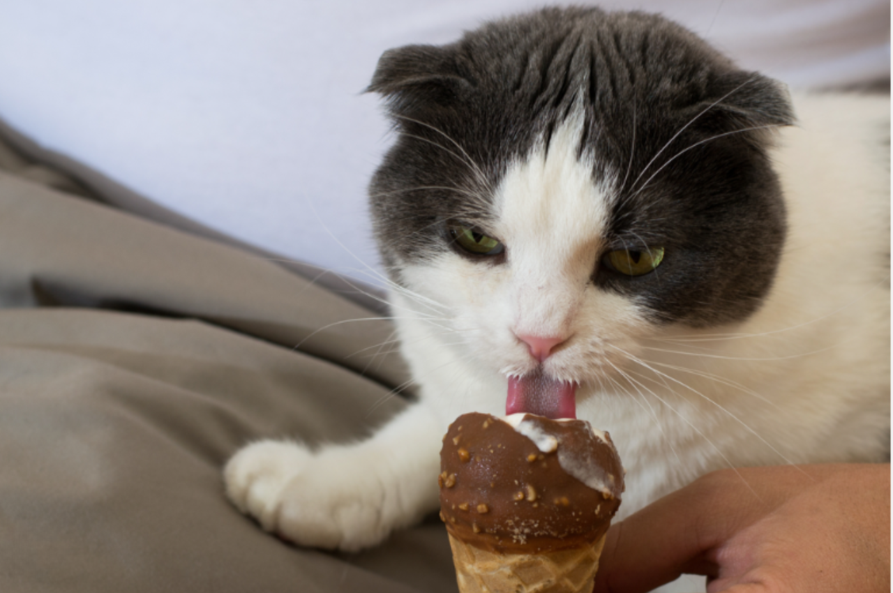 What foods can cats never eat?