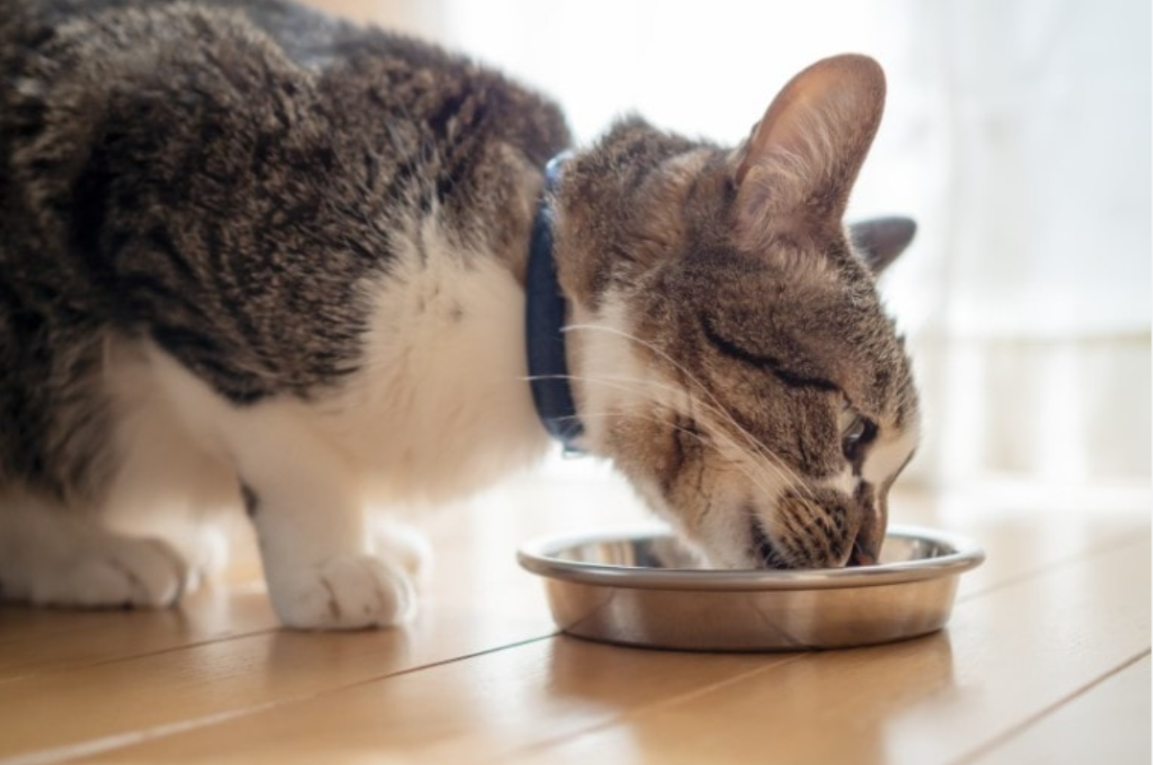 What foods do cats like the most?