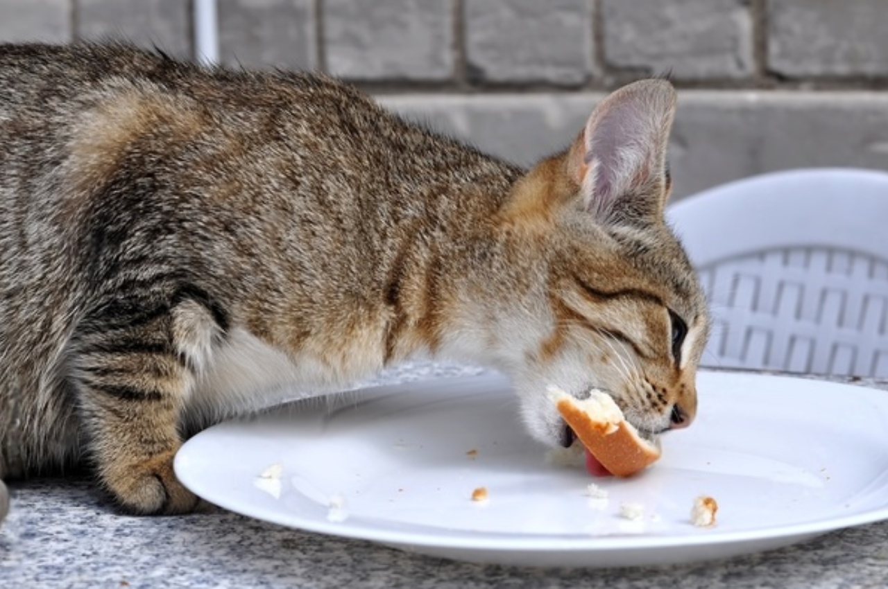 Can cats eat bread?