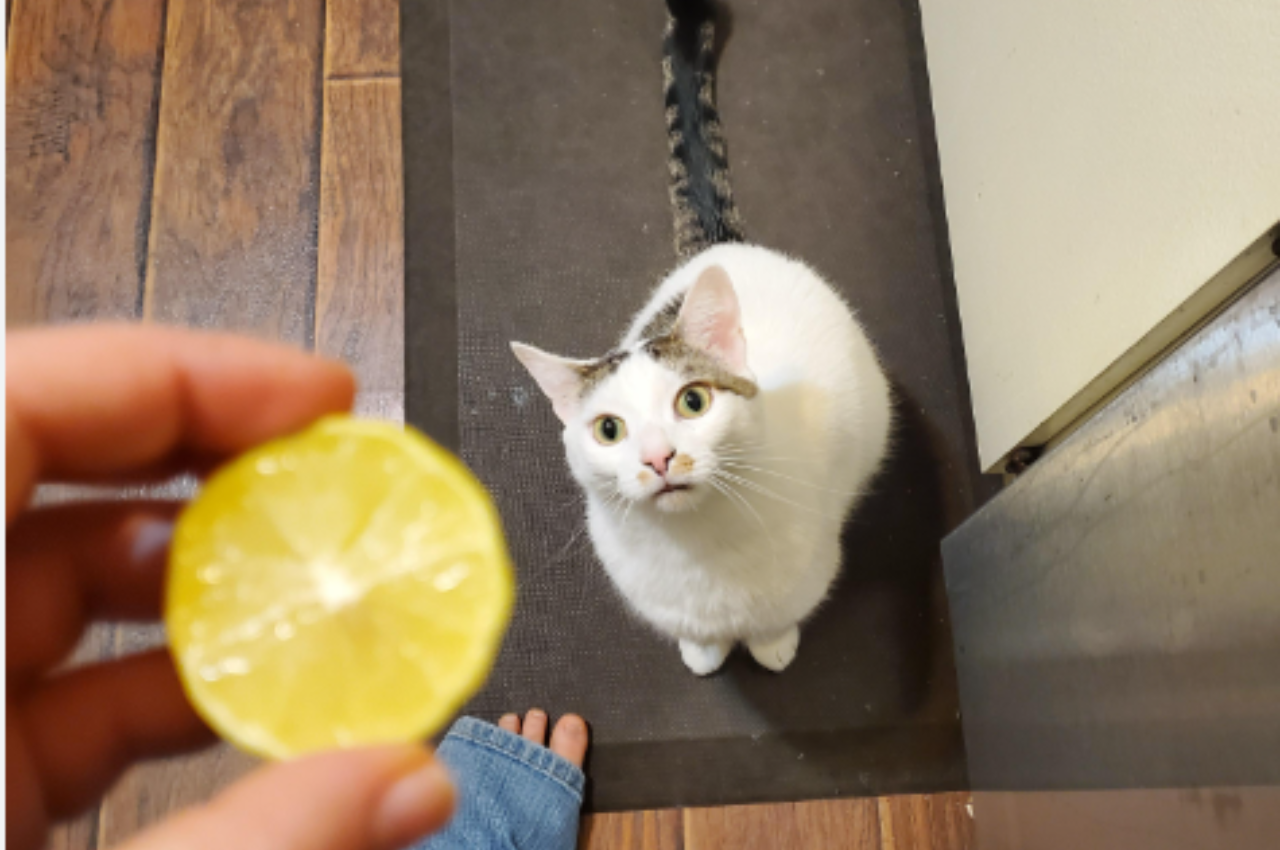 Can cats have lemon?