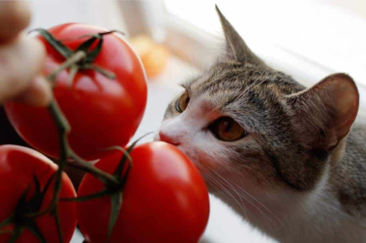 Can cats eat tomato?