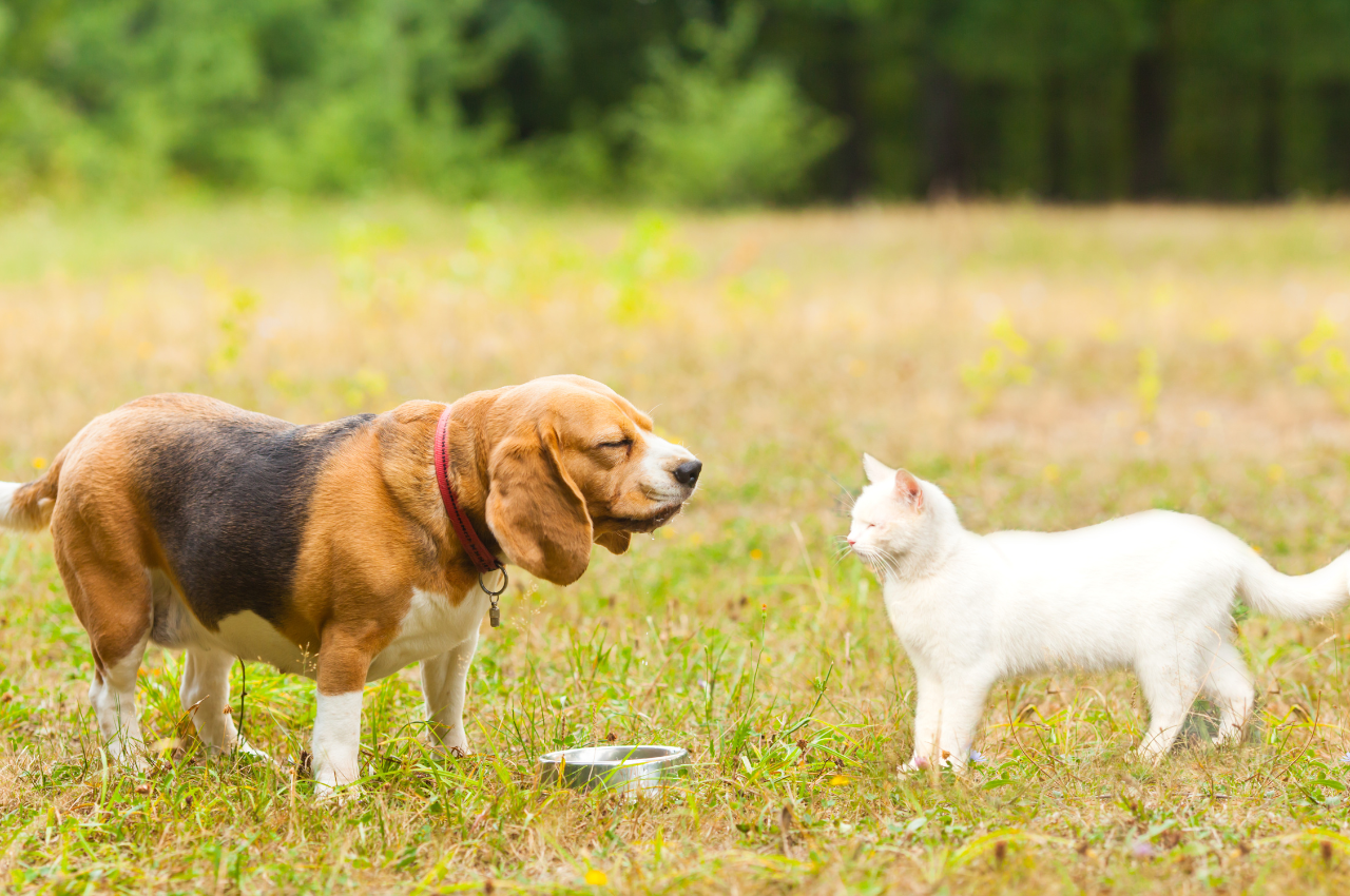 Are cats smarter than dogs?