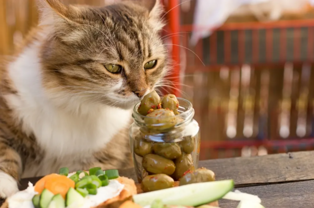 Can Cats Have Olive Oil? The Ultimate Guide