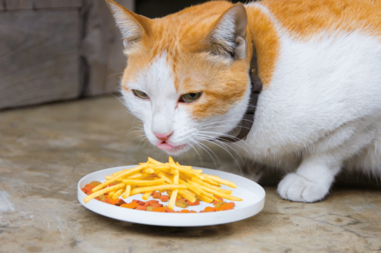 Can cats eat fries?