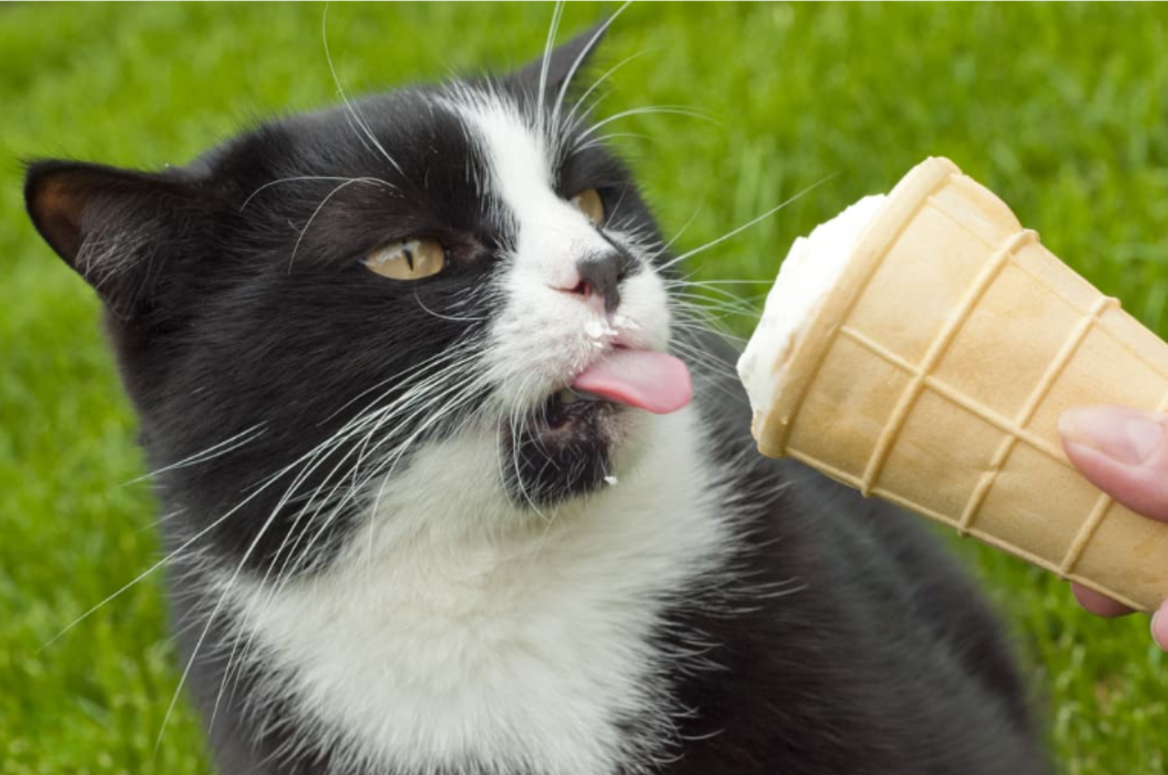 Can cats have ice cream?