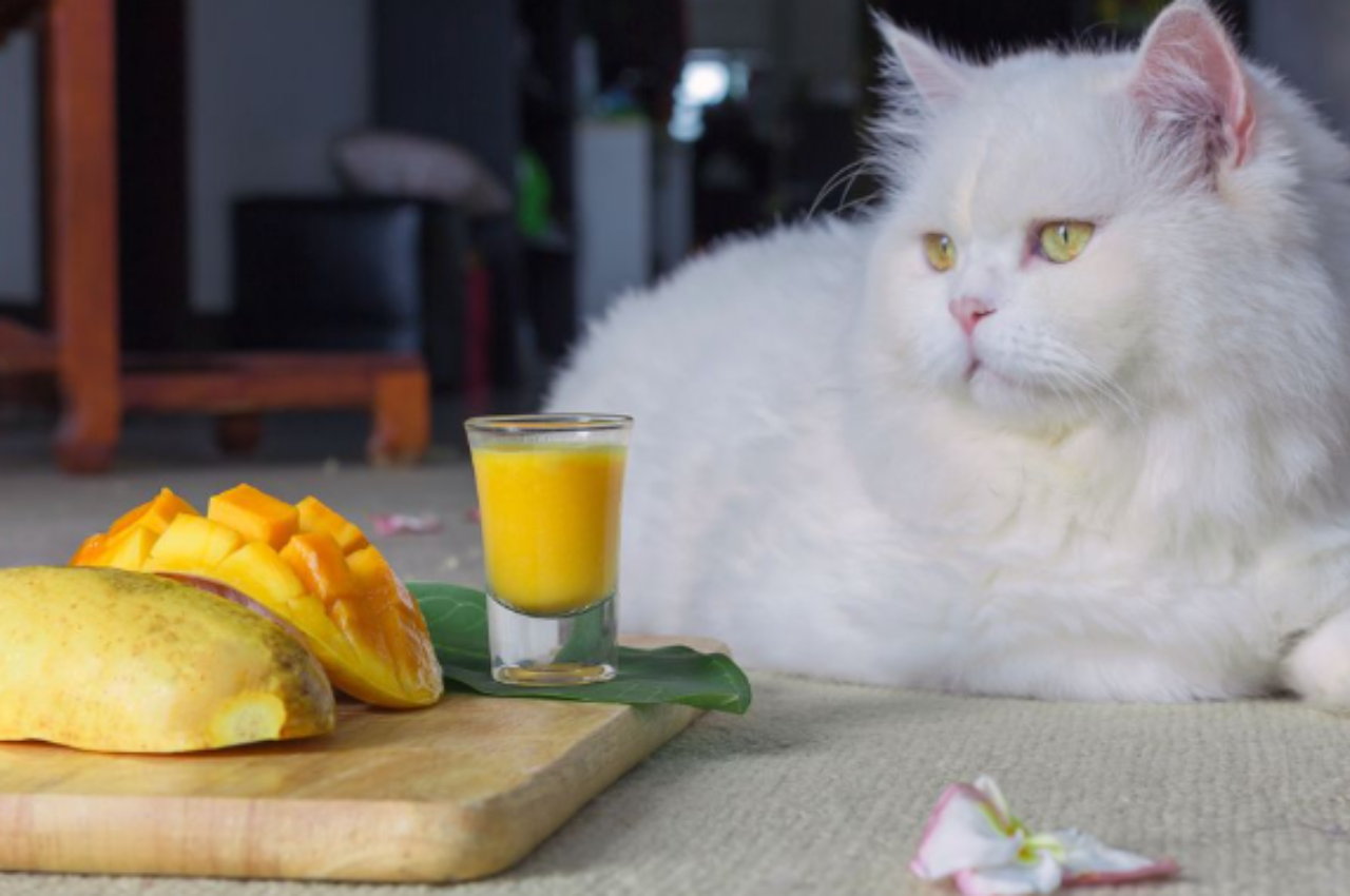 Can cats eat mango?