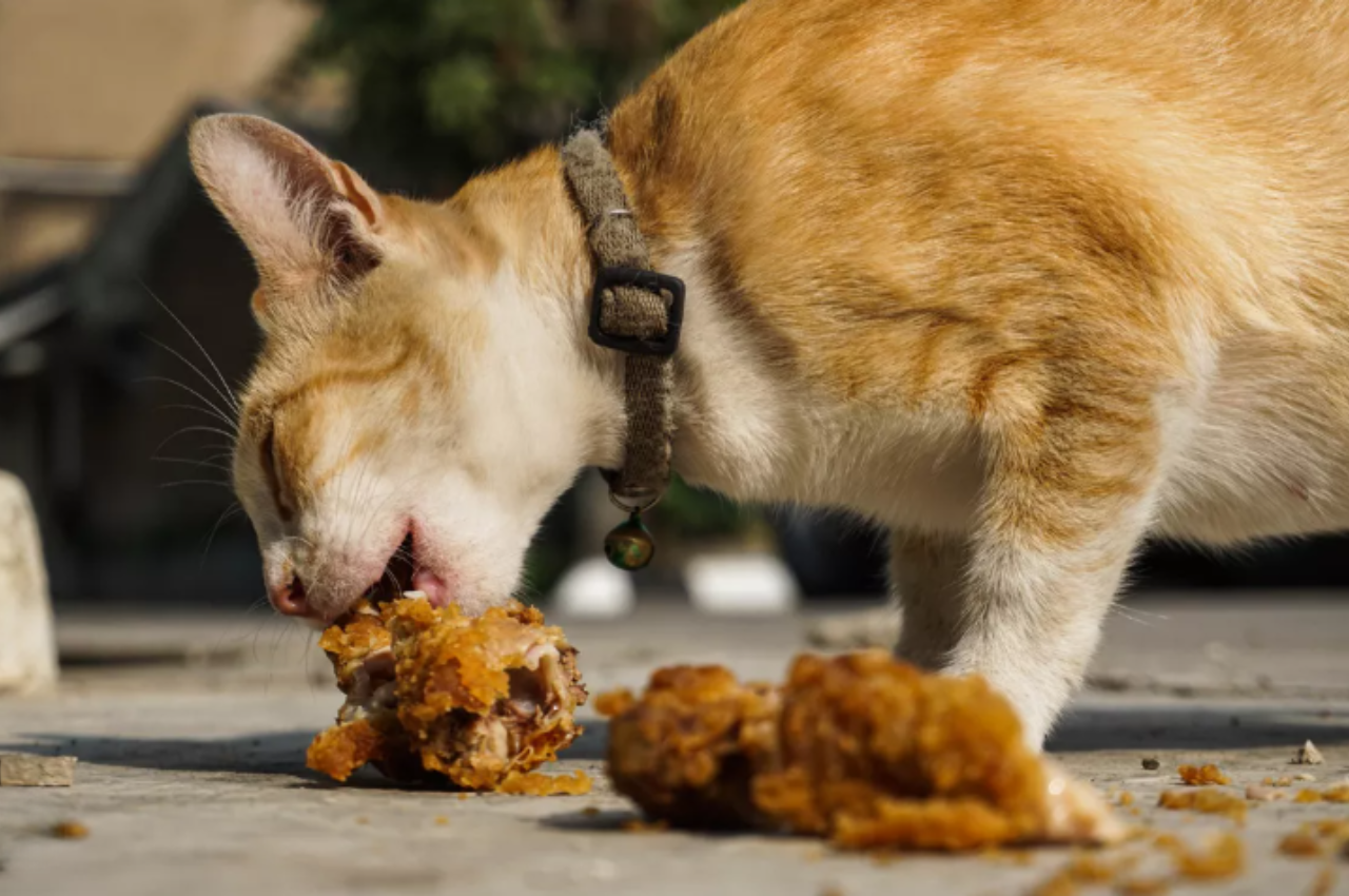 Can cats have KFC?