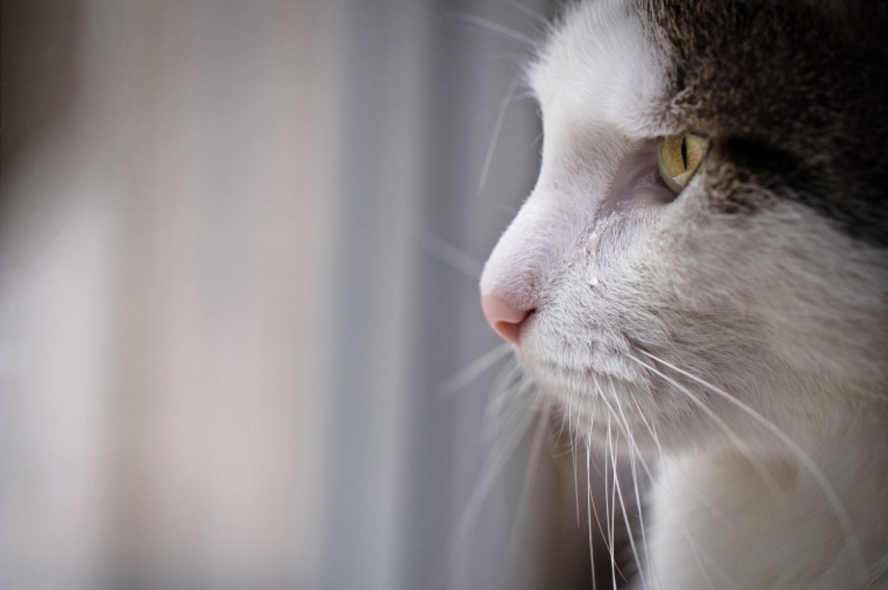 Can cats cry?
