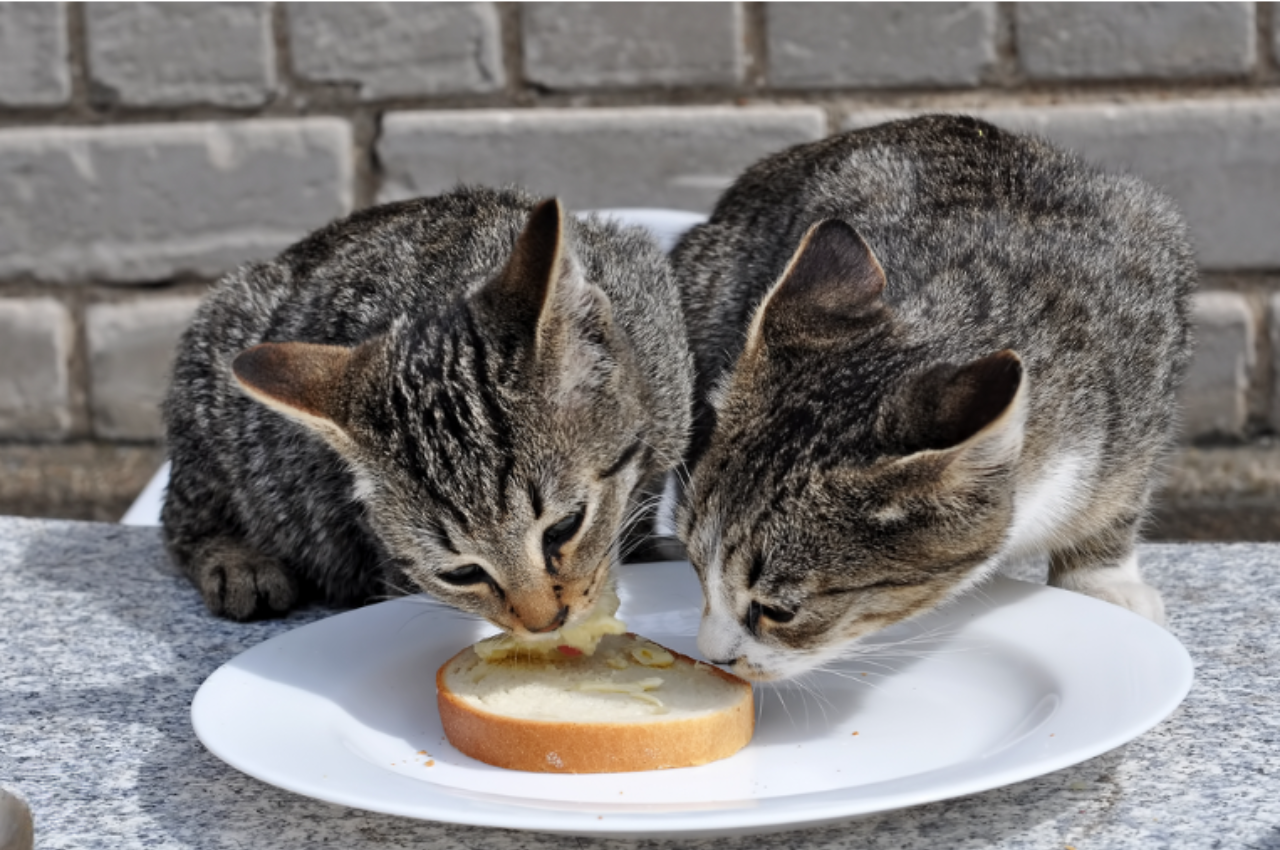 Can a cat eat butter?