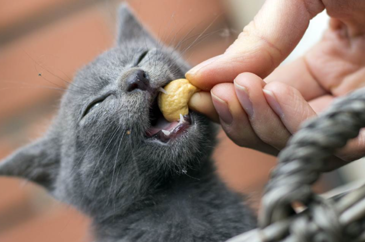 Are nuts toxic to cats?