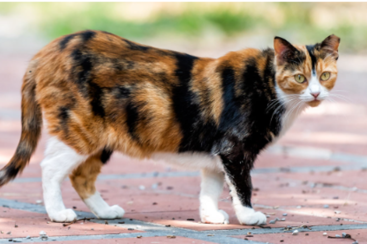 Do cats know their names?