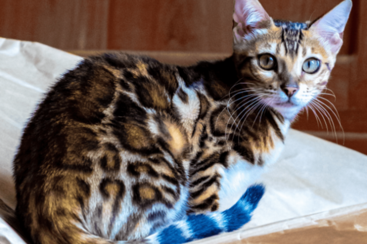 Do cats look you in the eye?