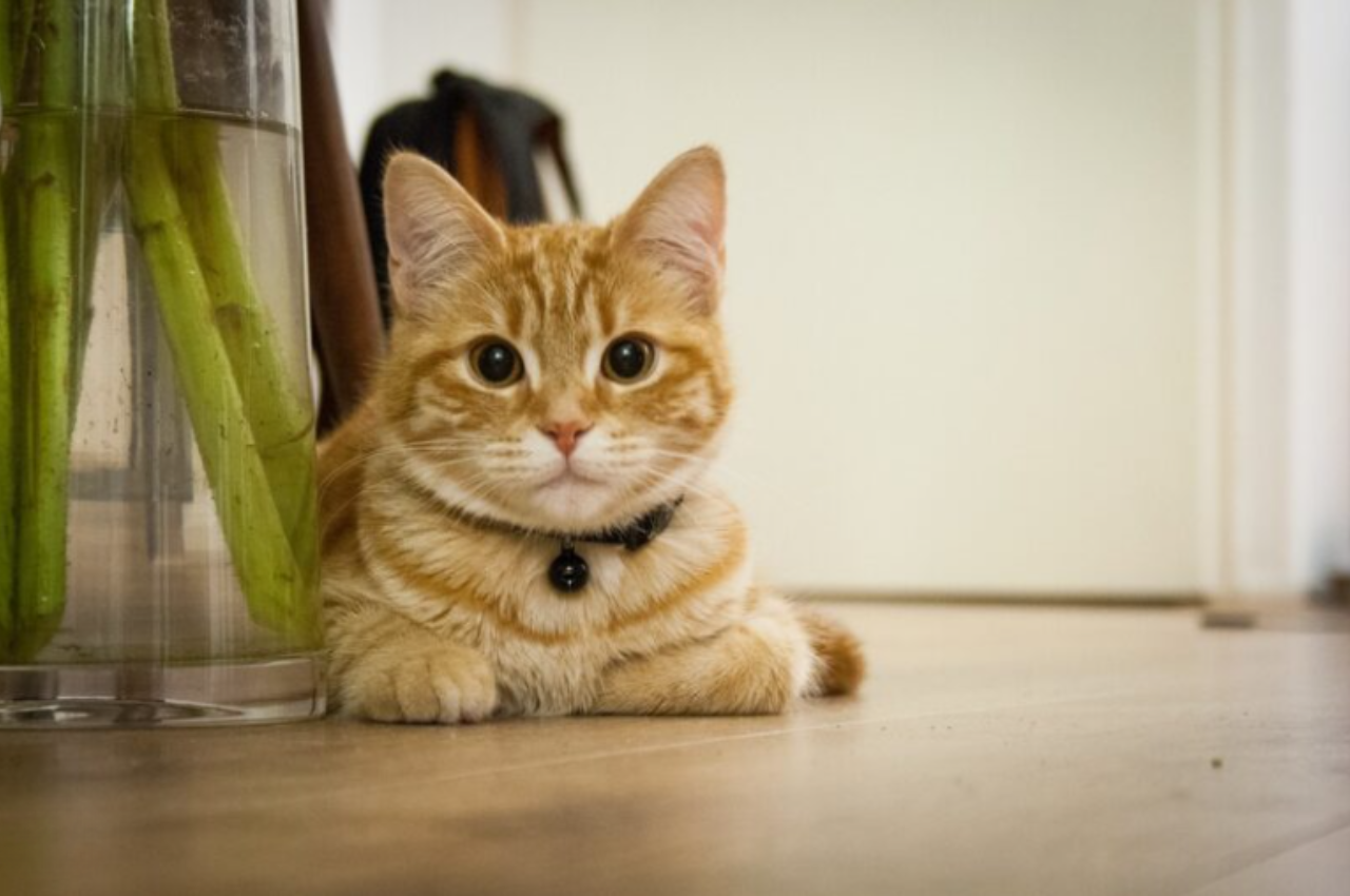 Can cats recognize faces?