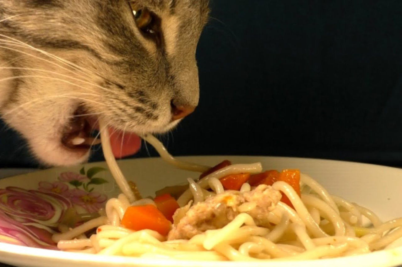 Can cats eat noodles?