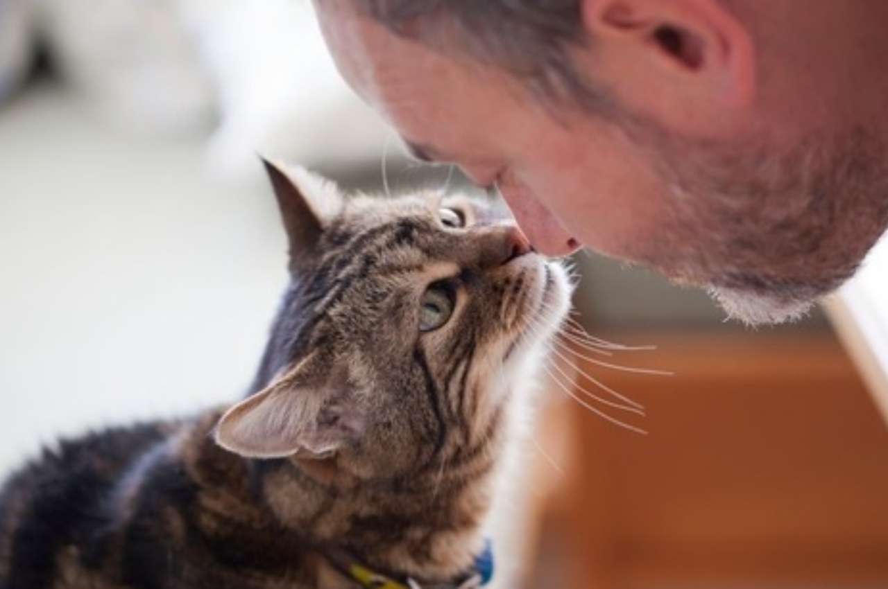 Do cats care if you cry?