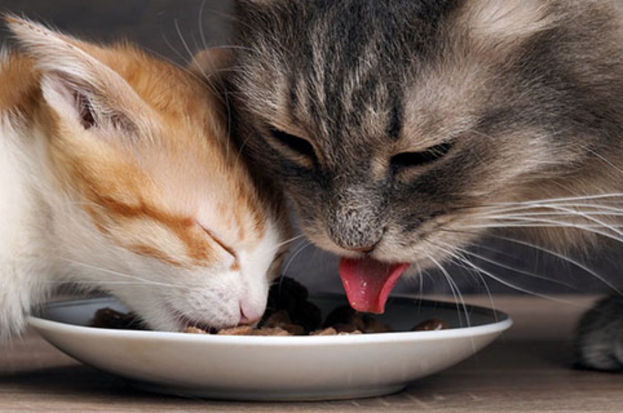 Do cats like warm or cold food?
