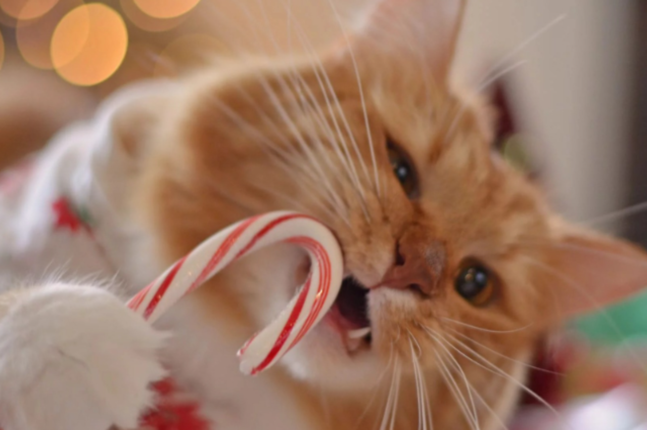 Can cats eat sweets?