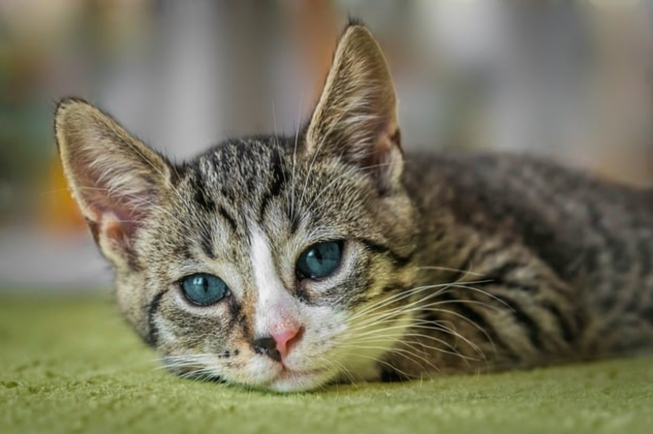 What not to do with cats?