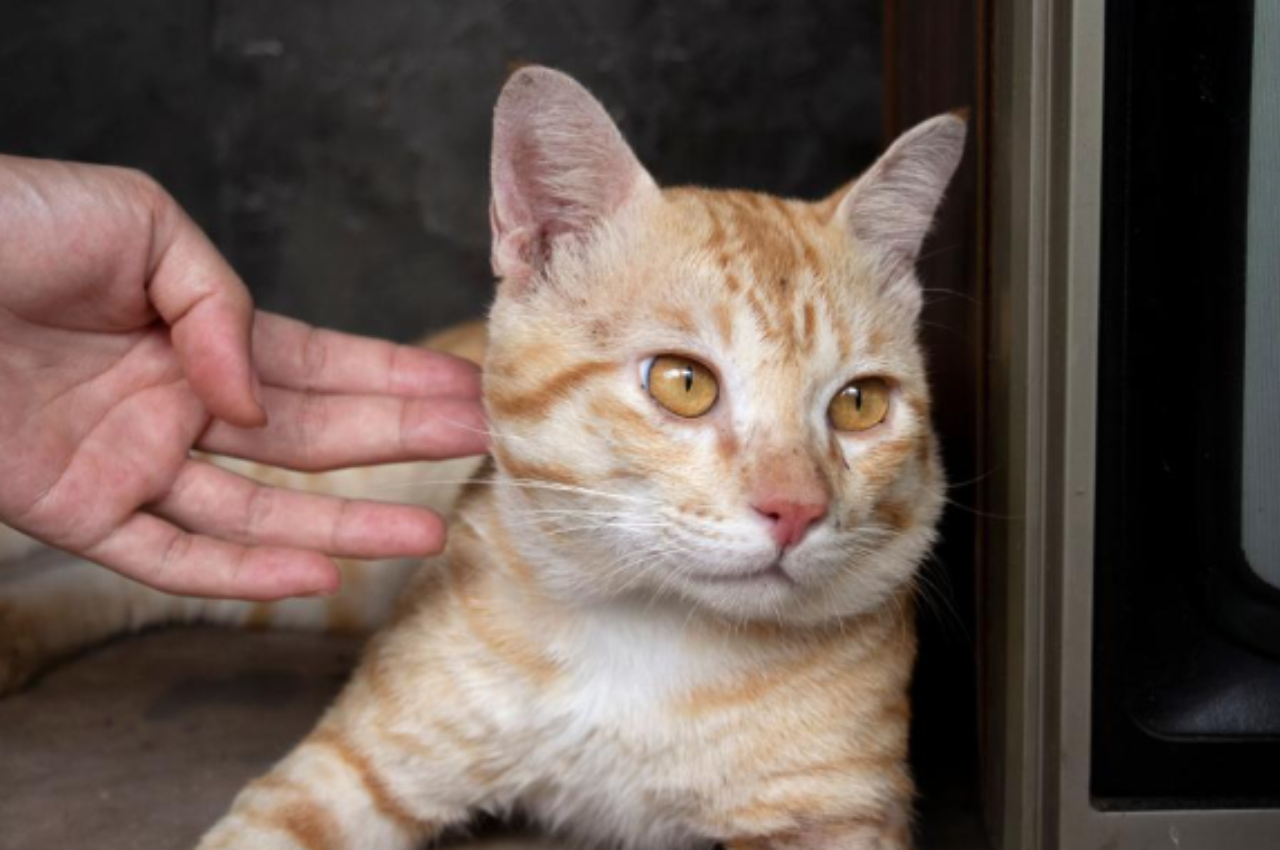 Why do cats ignore you?