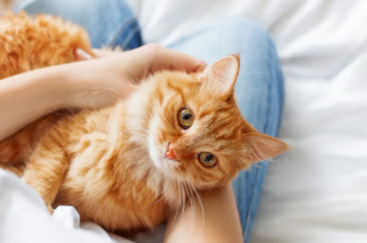 Do cats have a favorite person?