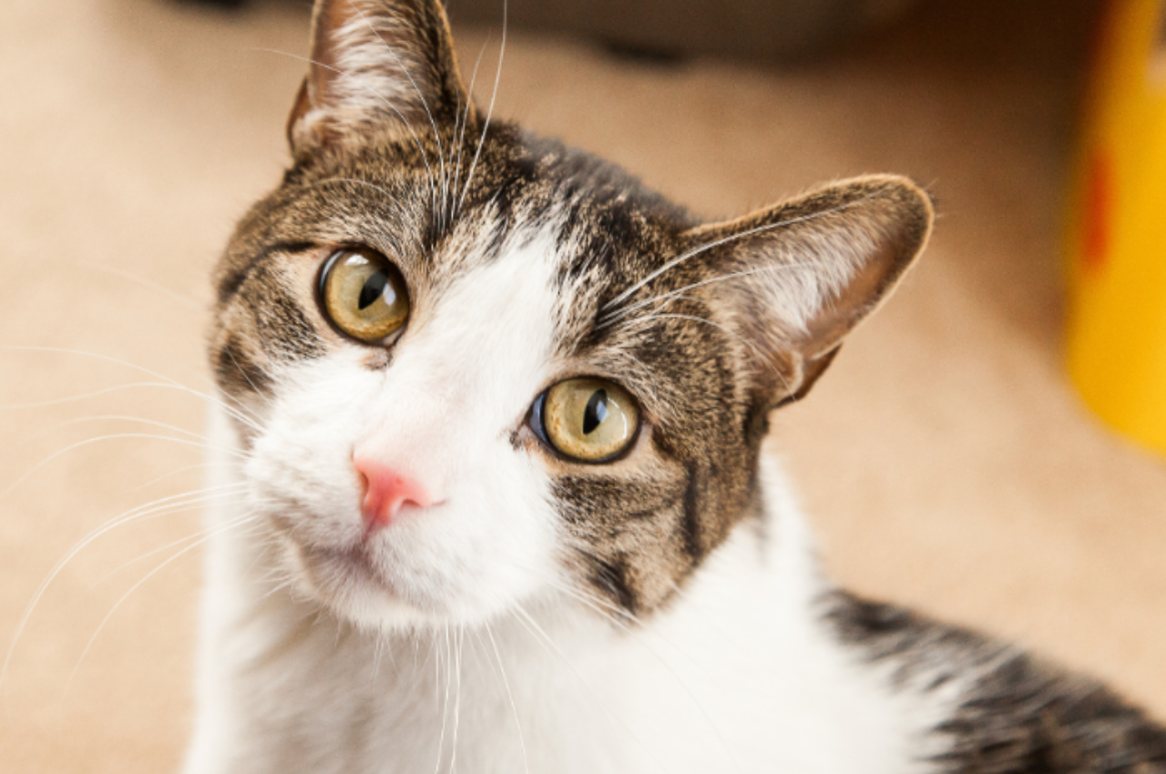 Why is cat staring at me?