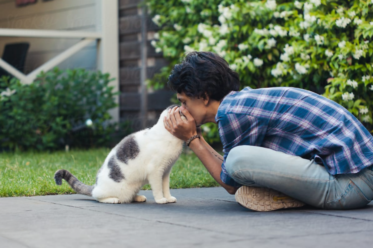 Is it okay to kiss your cat on the head?