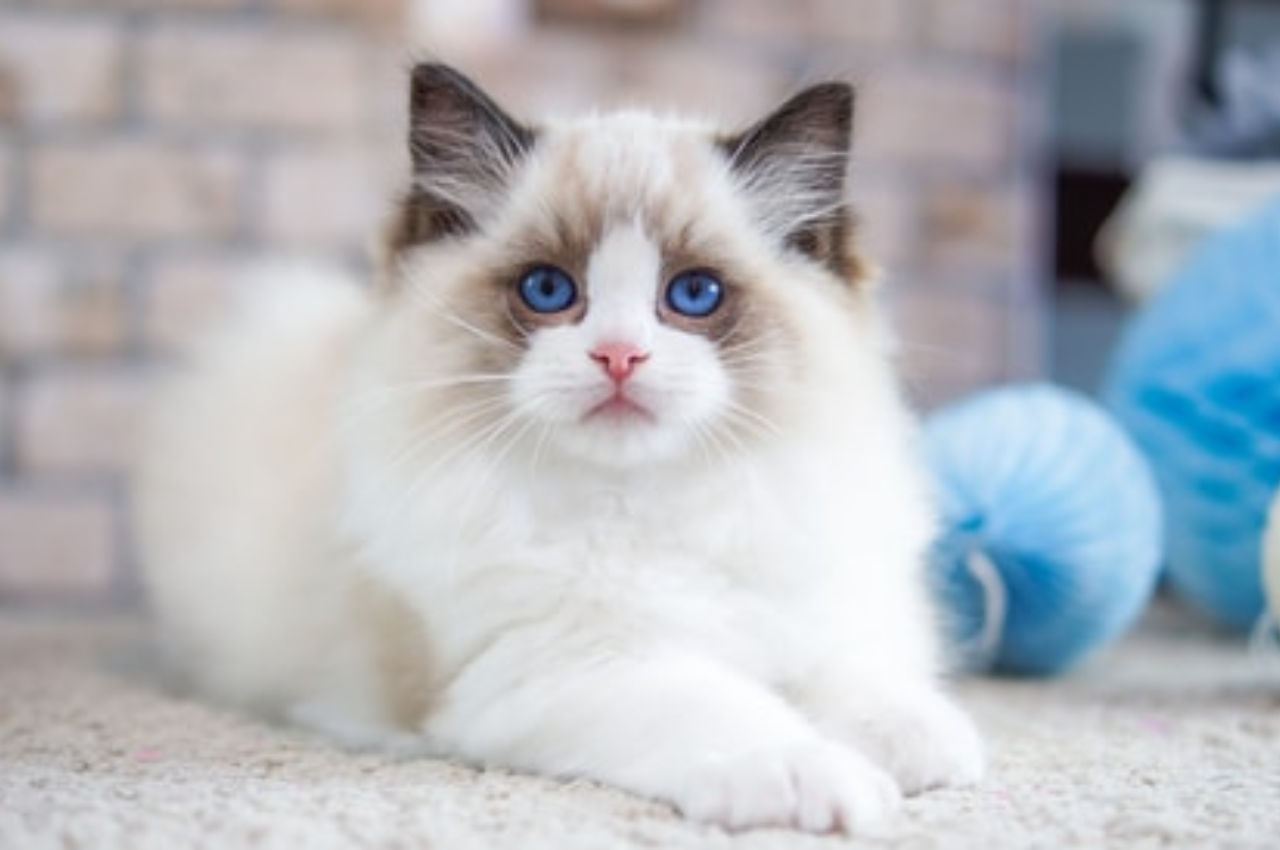 What is the prettiest cat in the world?