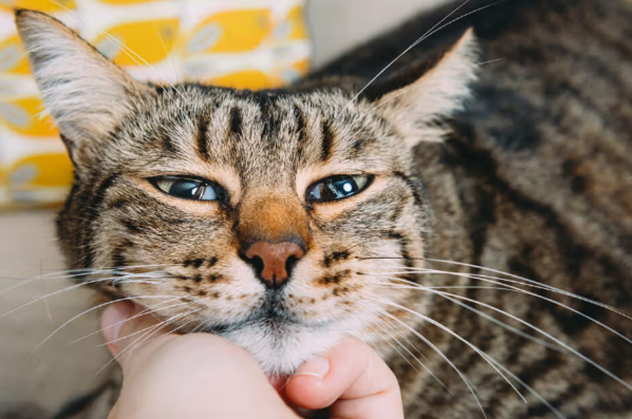 Can cats smell sadness?