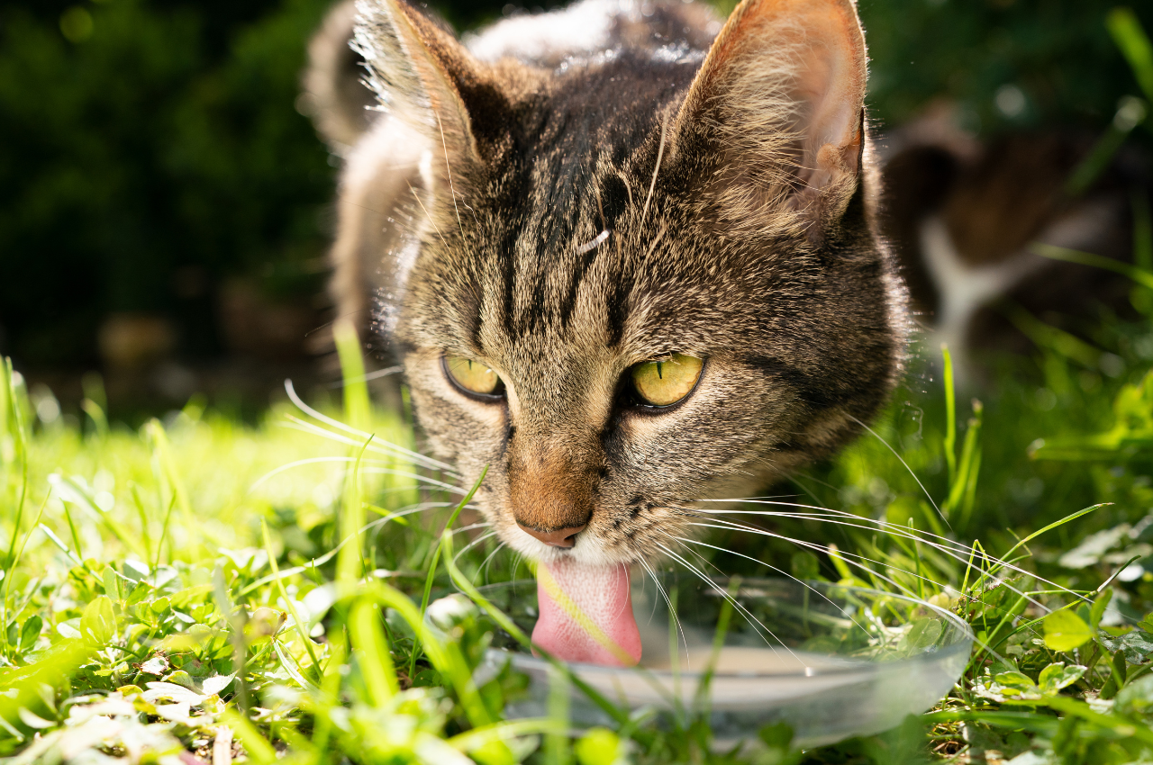 What do cats hate to drink?