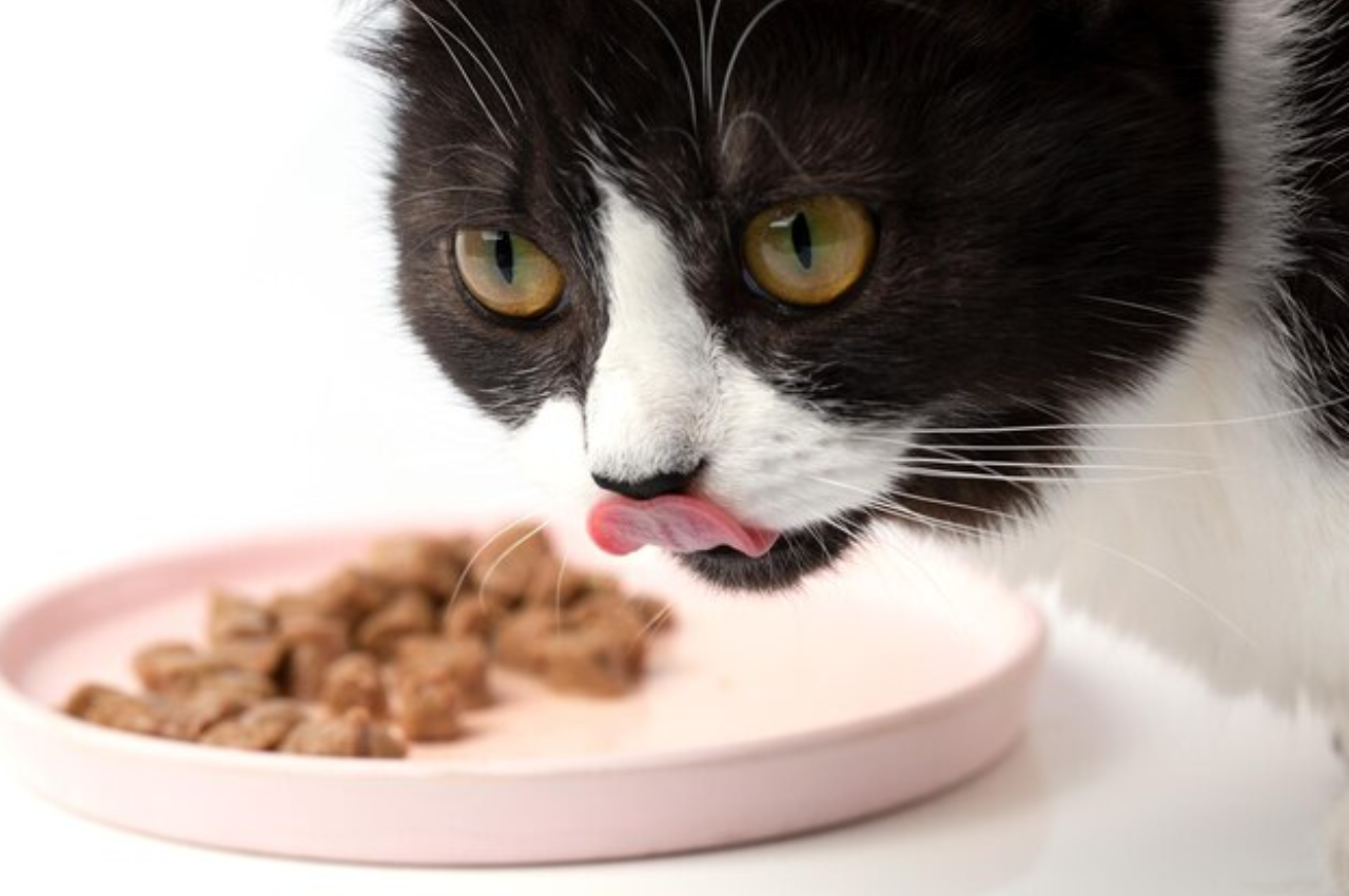 What is the Favourite cat food?
