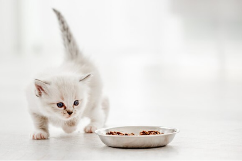 Baby Cat Food: A Nutritious Delight for Feline Companion