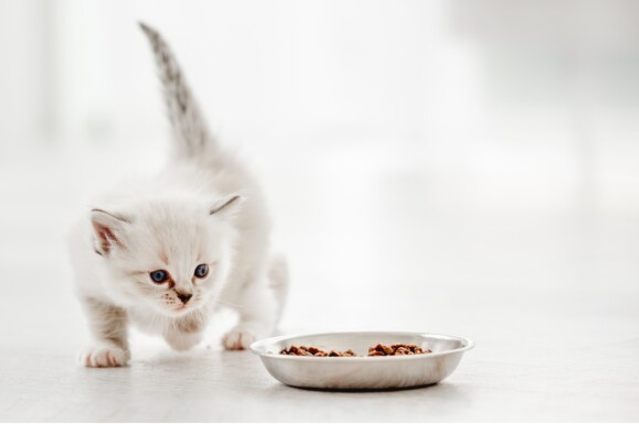 Healthy diet for young felines