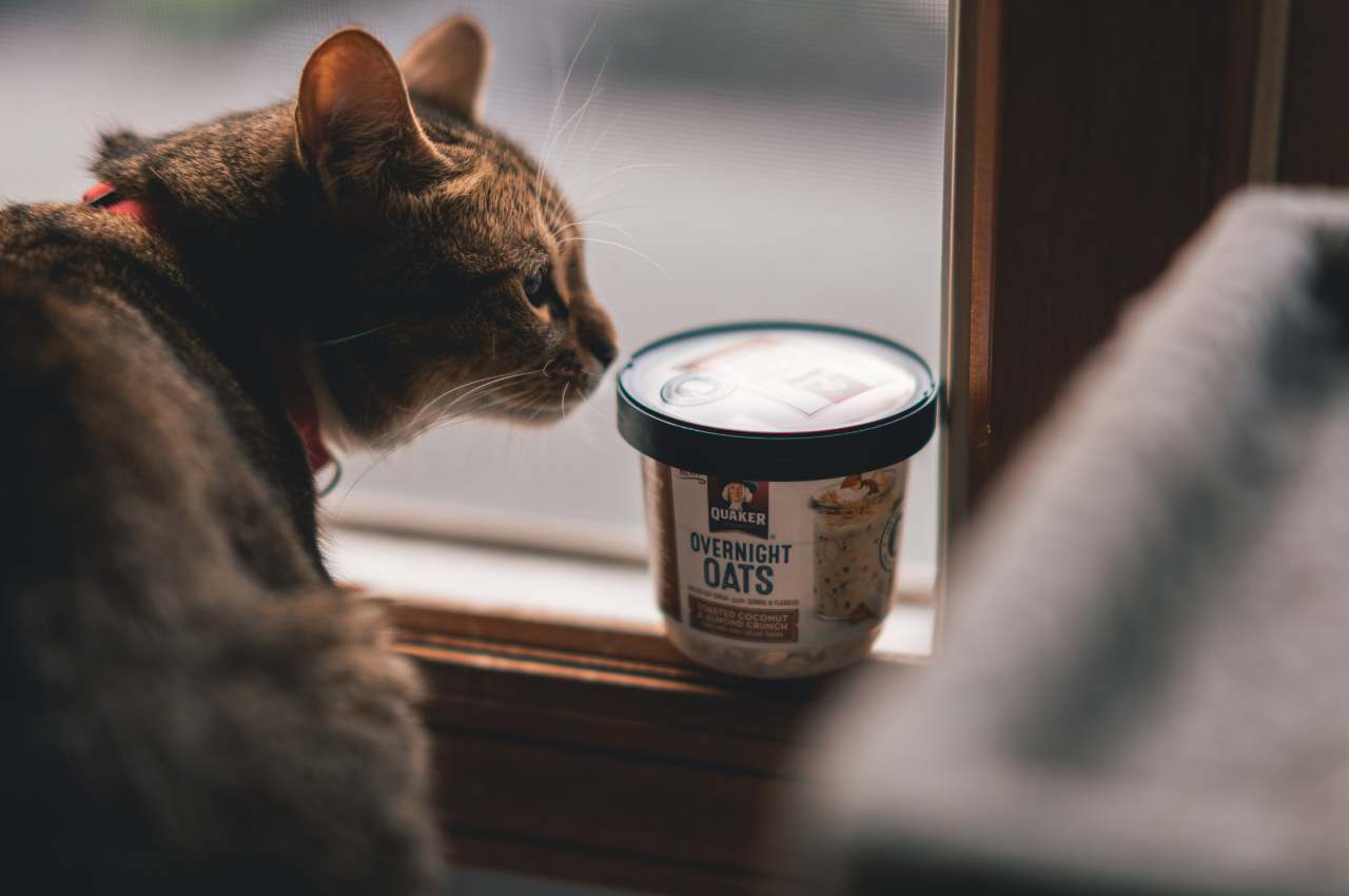 cat food vs cat treats