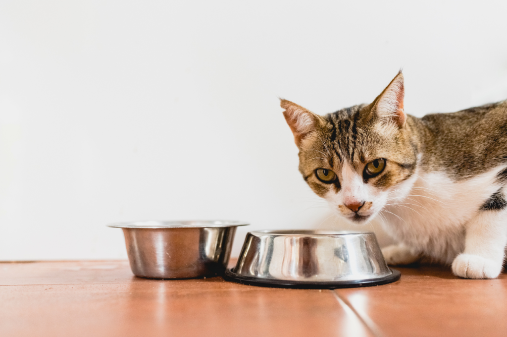 Fruits safe for cats