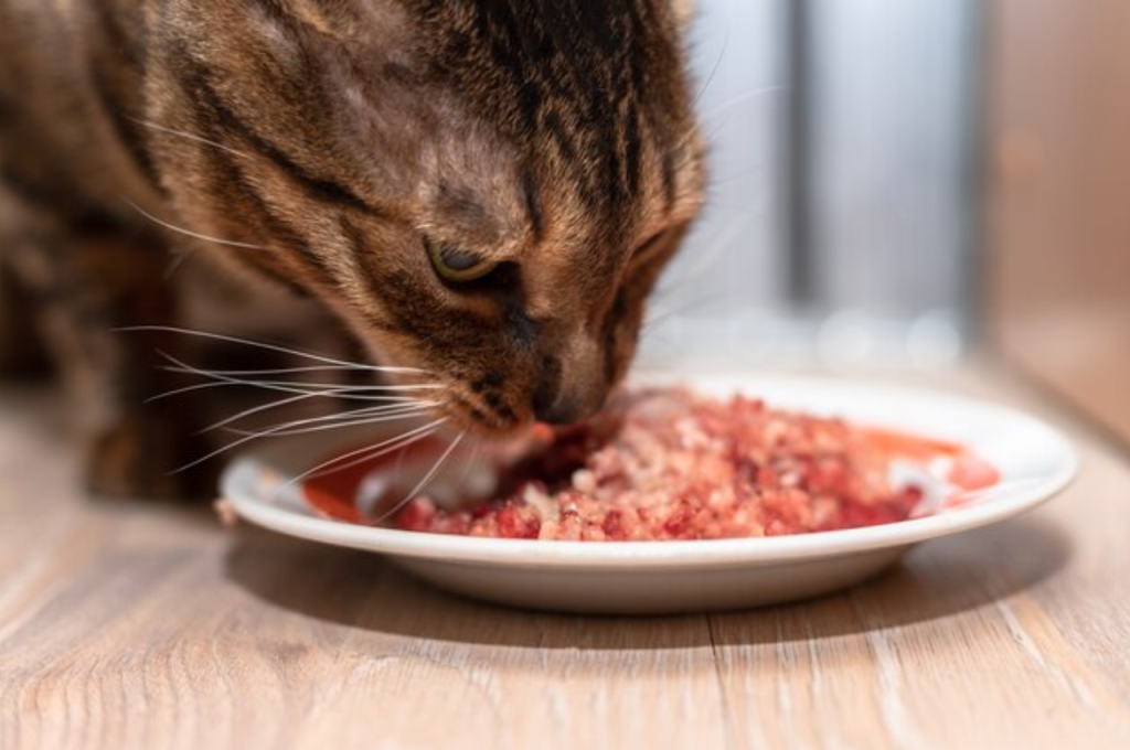 Health risks of feeding tuna to cats