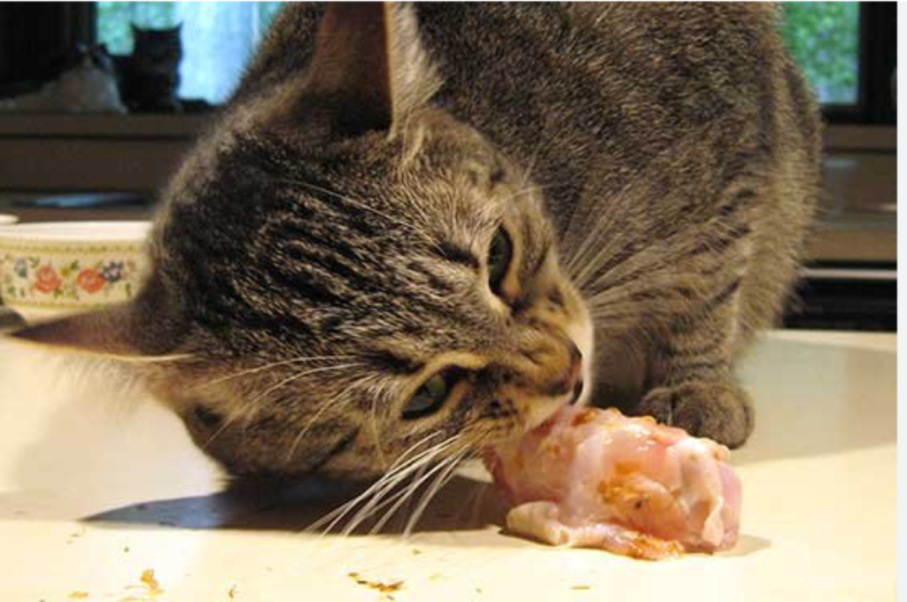 Healthy fish choices for cats
