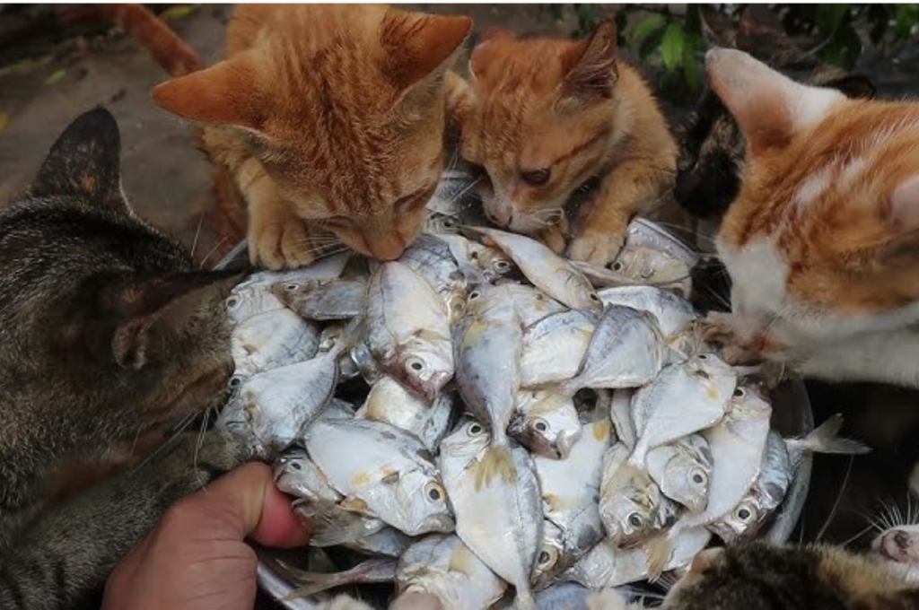 Safe fish for feeding cats