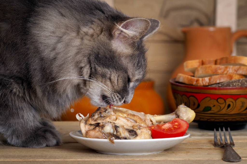 Comparing chicken and salmon for cats