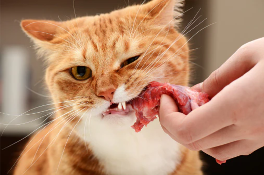 Healthy meat varieties for cats