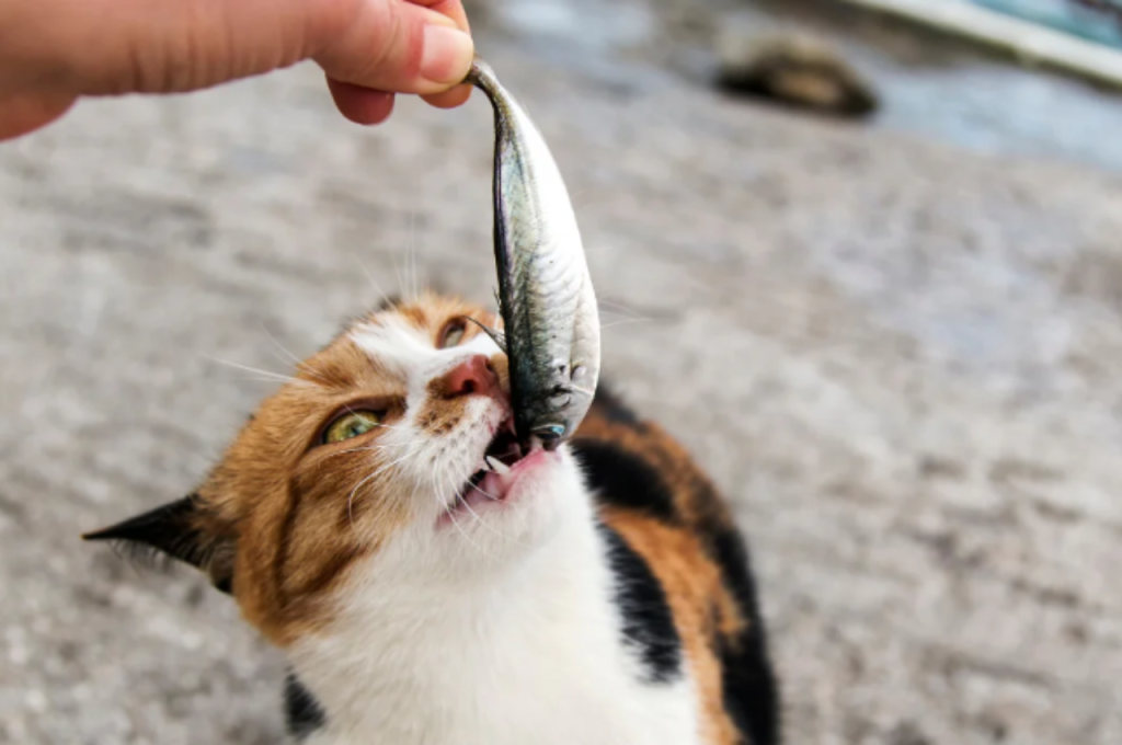 Long-term salmon feeding for cats