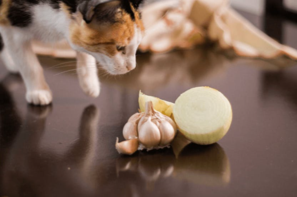 Garlic and cat health concerns