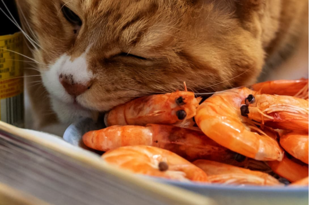 Feline diet and prawns