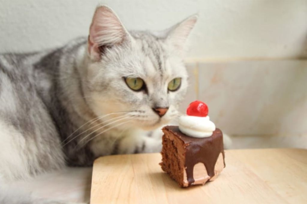 Foods cats should avoid